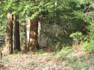 Picture of Point Roberts Parcel Number 415334-323063