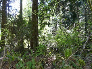 Picture of Point Roberts Parcel Number 405312-125470