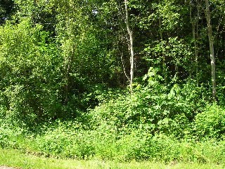 Picture of Point Roberts Parcel Number 405303-031357