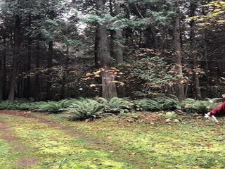 Picture of Point Roberts Parcel Number 405302-037511
