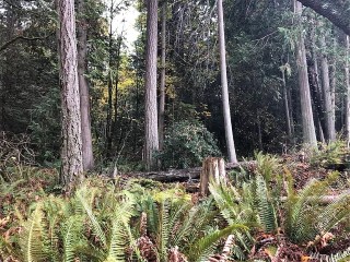 Picture of Point Roberts Parcel Number 405302-092394