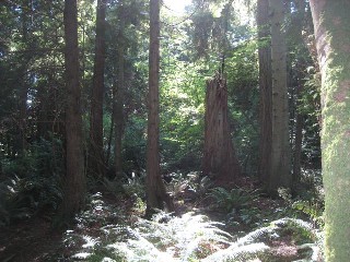 Picture of Point Roberts Parcel Number 405312-118469