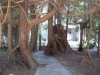 yard2