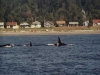 Killer Whales off South Beach