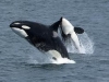 Whales off Point Roberts